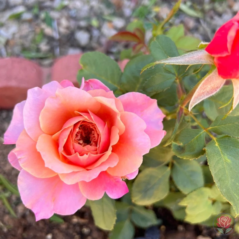 Princess Miyabi (Japanese Rose)