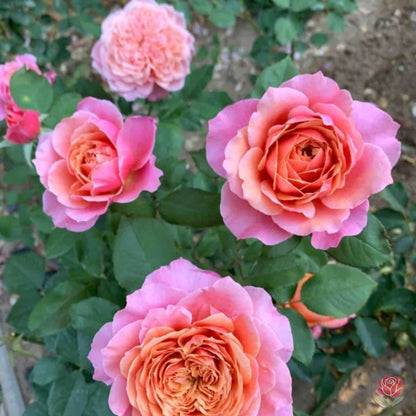 Princess Miyabi (Japanese Rose)