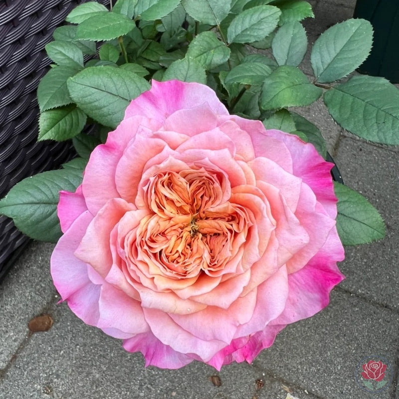 Princess Miyabi (Japanese Rose)