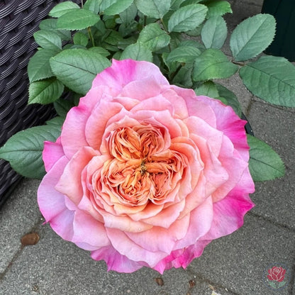 Princess Miyabi (Japanese Rose)