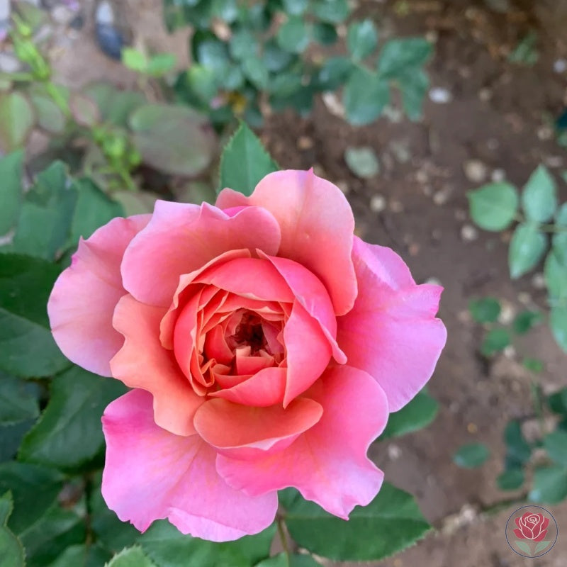 Princess Miyabi (Japanese Rose)
