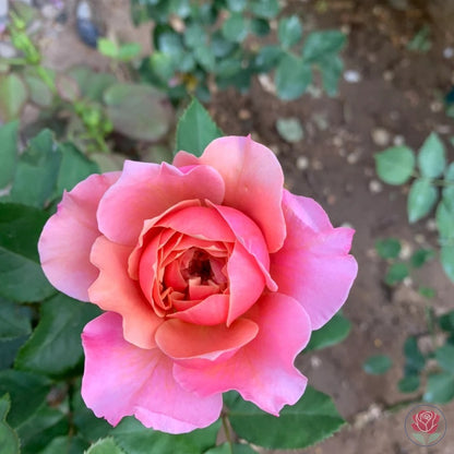 Princess Miyabi (Japanese Rose)