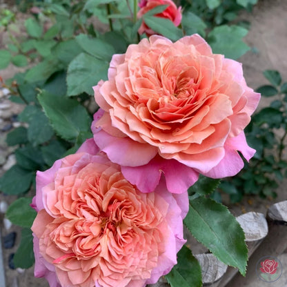 Princess Miyabi (Japanese Rose)