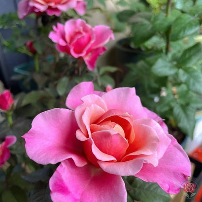Princess Miyabi (Japanese Rose)