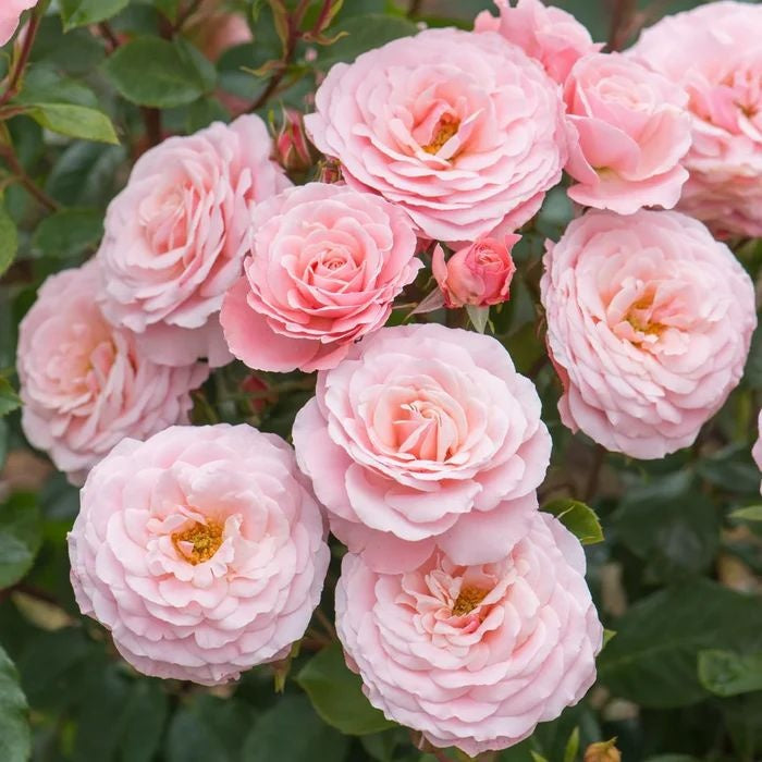 Sexy Rexy – Seaside Roses Nursery
