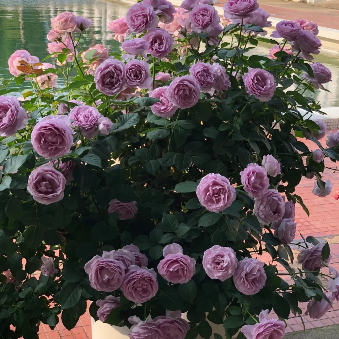 Shinoburedo (Japanese Rose)