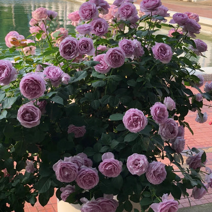 Shinoburedo (Japanese Rose)