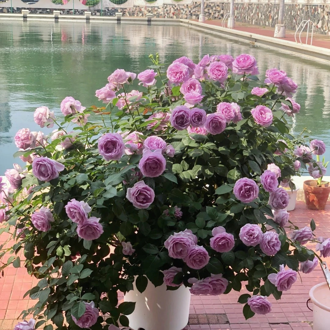 Shinoburedo (Japanese Rose)