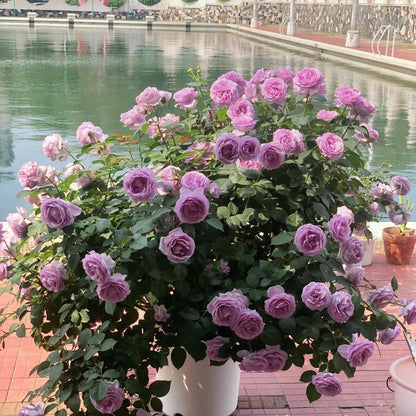 Shinoburedo (Japanese Rose)