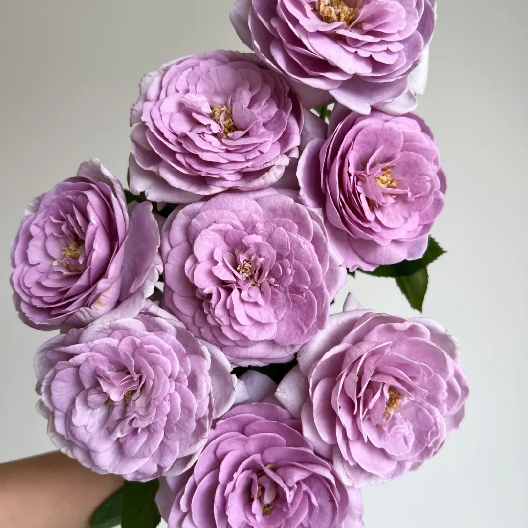 Shinoburedo (Japanese Rose)