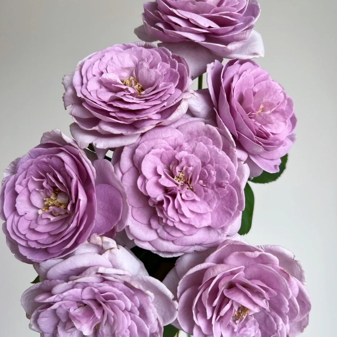 Shinoburedo (Japanese Rose)