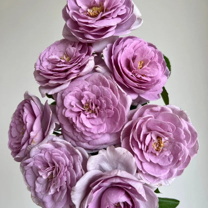 Shinoburedo (Japanese Rose)