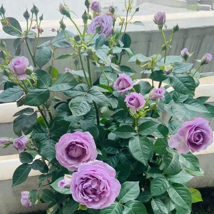 Shinoburedo (Japanese Rose)