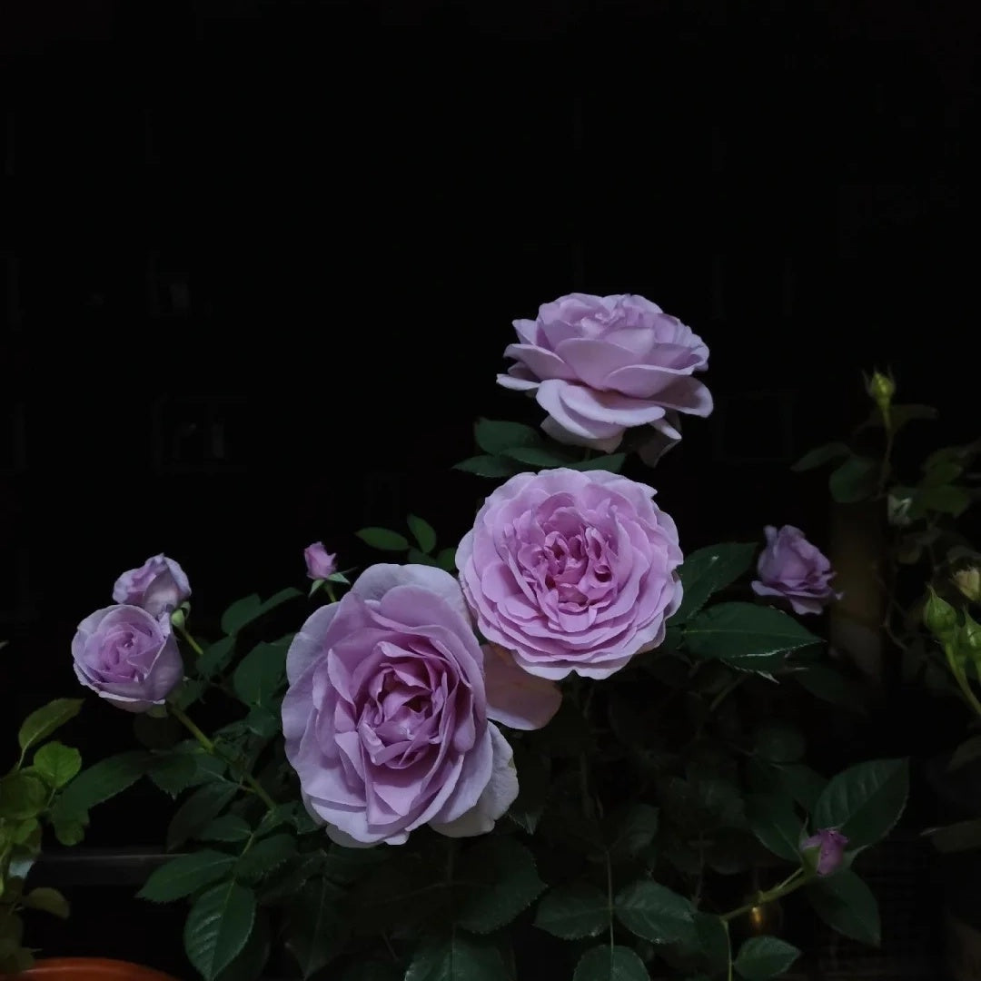 Shinoburedo (Japanese Rose)