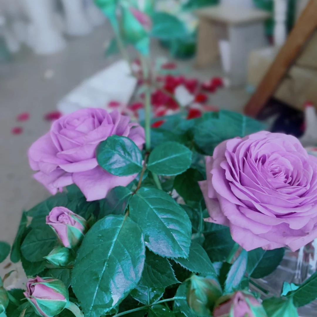 Shinoburedo (Japanese Rose)