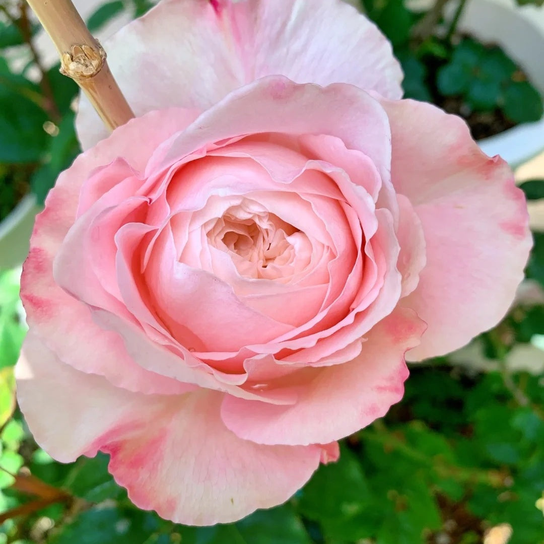Tamaki Misora (Japanese Rose)