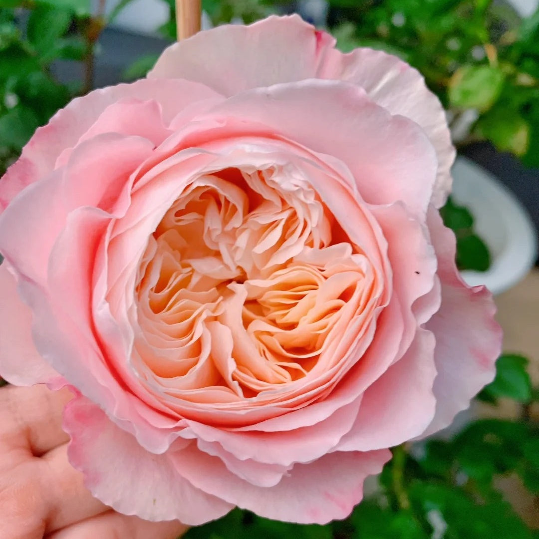 Tamaki Misora (Japanese Rose)