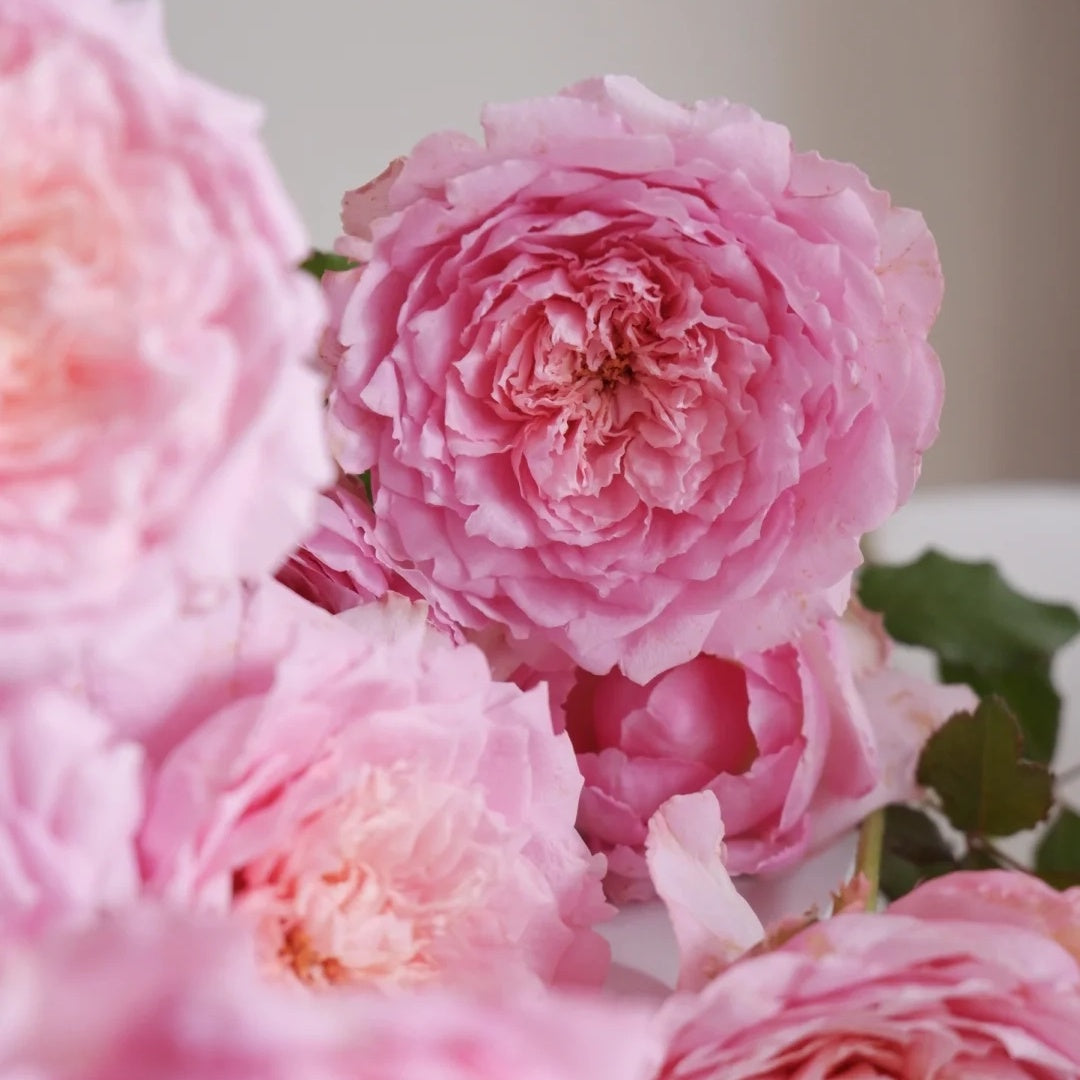 Tao Ran (Chinese Rose)