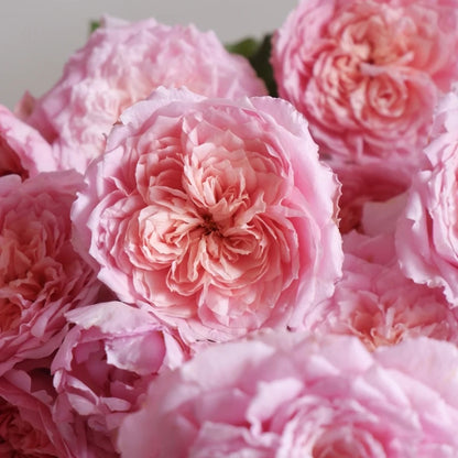 Tao Ran (Chinese Rose)