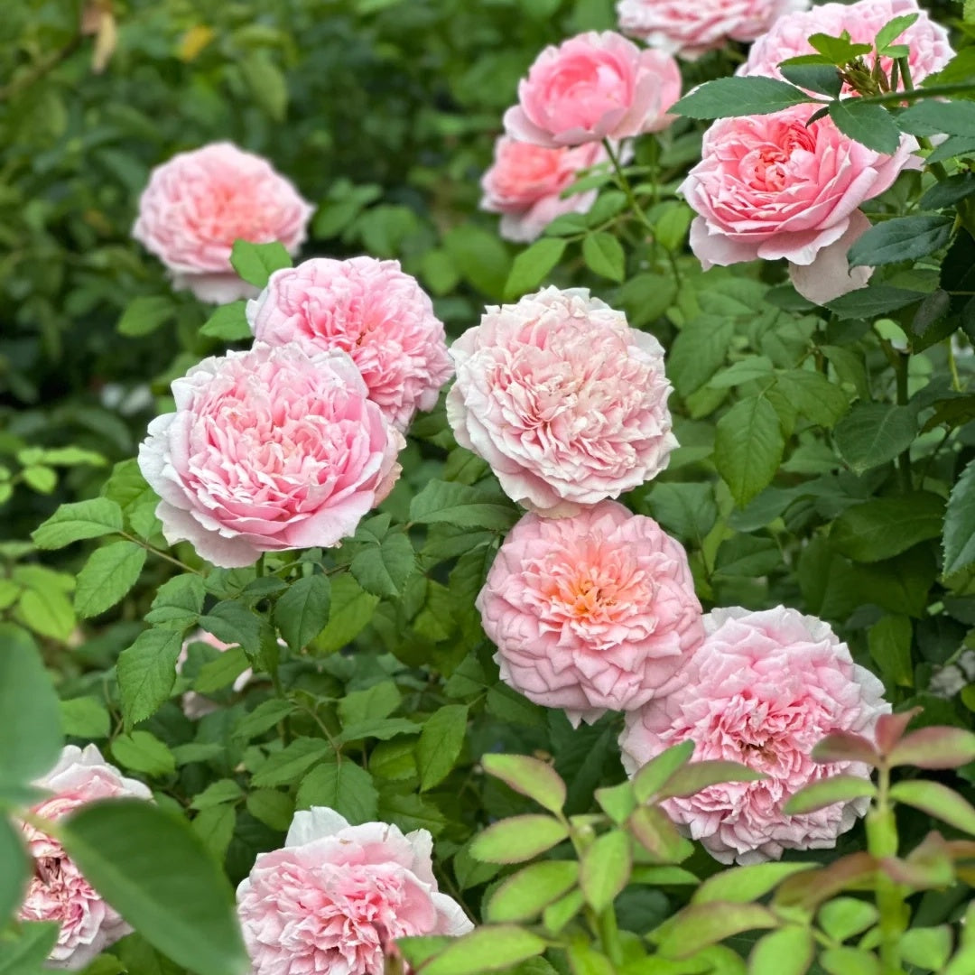 Tao Ran (Chinese Rose)