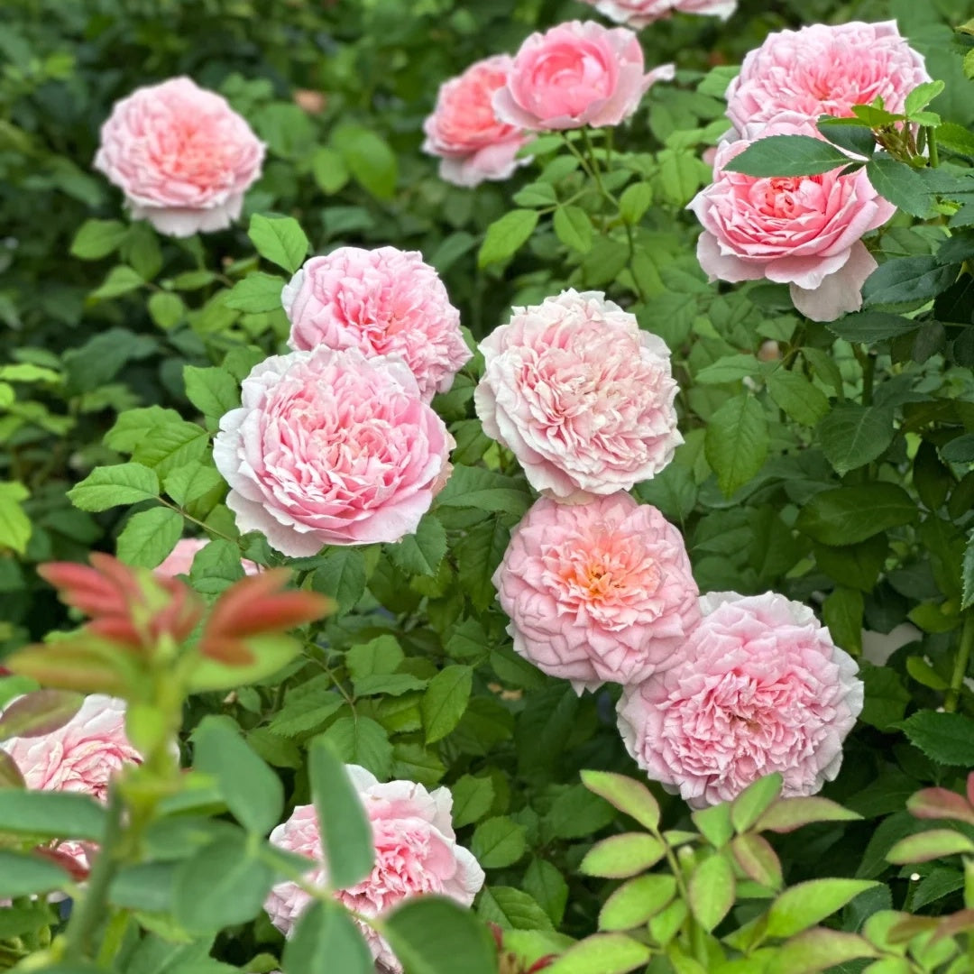 Tao Ran (Chinese Rose)