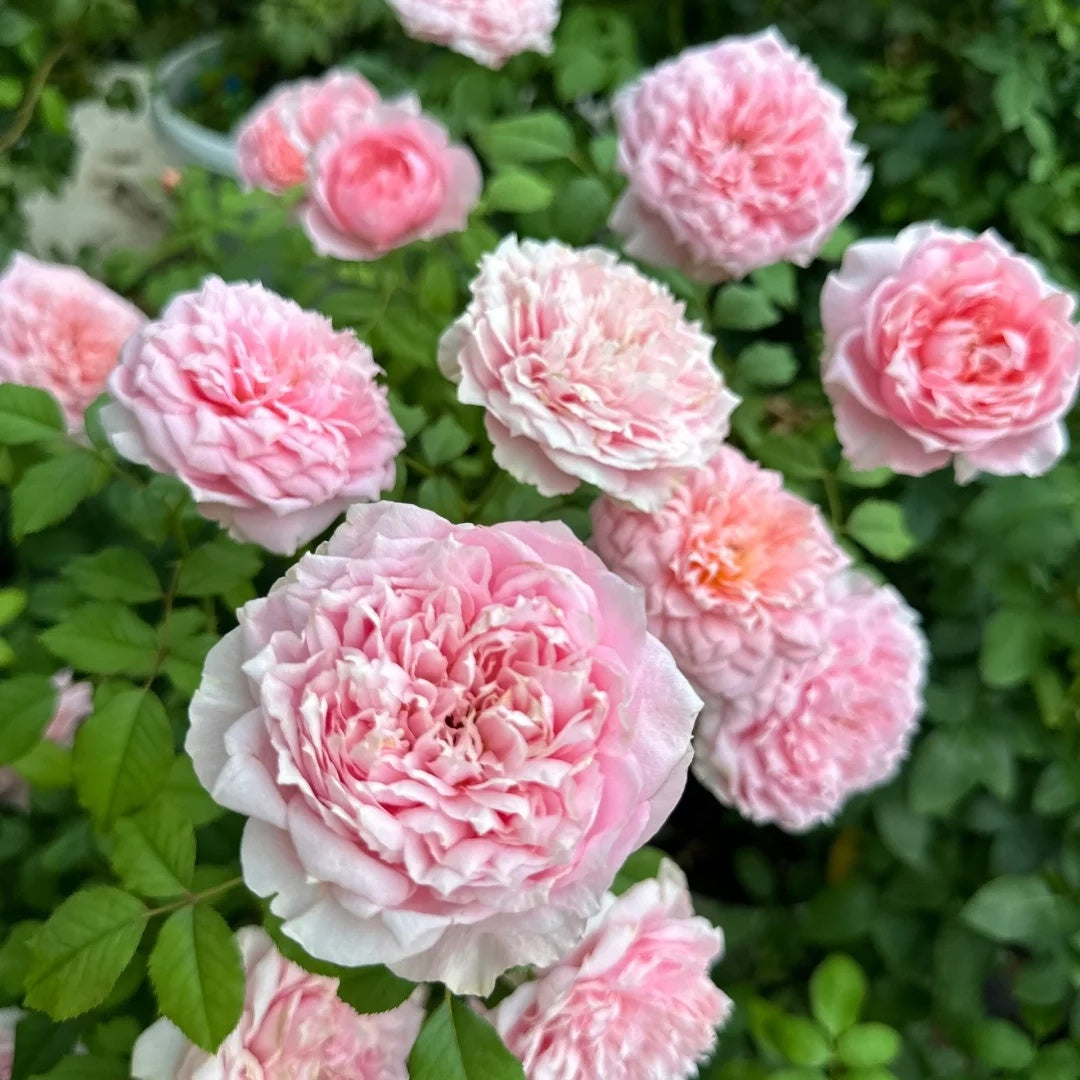 Tao Ran (Chinese Rose)