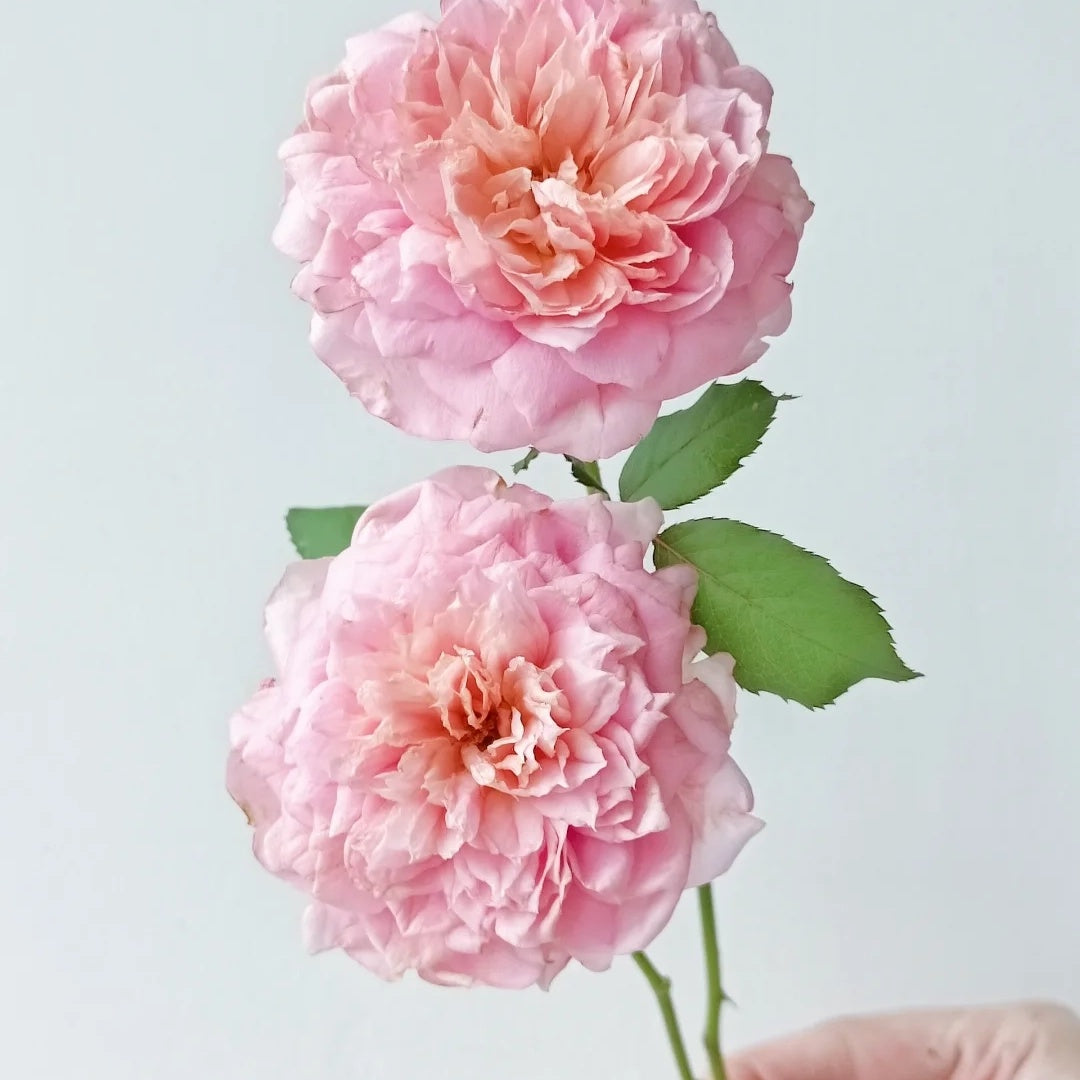 Tao Ran (Chinese Rose)