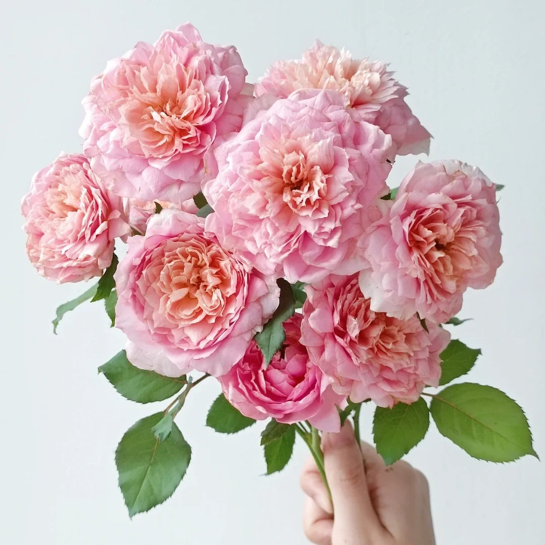 Tao Ran (Chinese Rose)