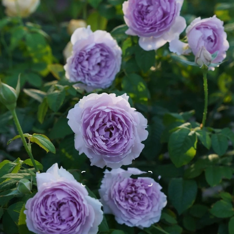 Yin Yin Qing  (Chinese Rose)