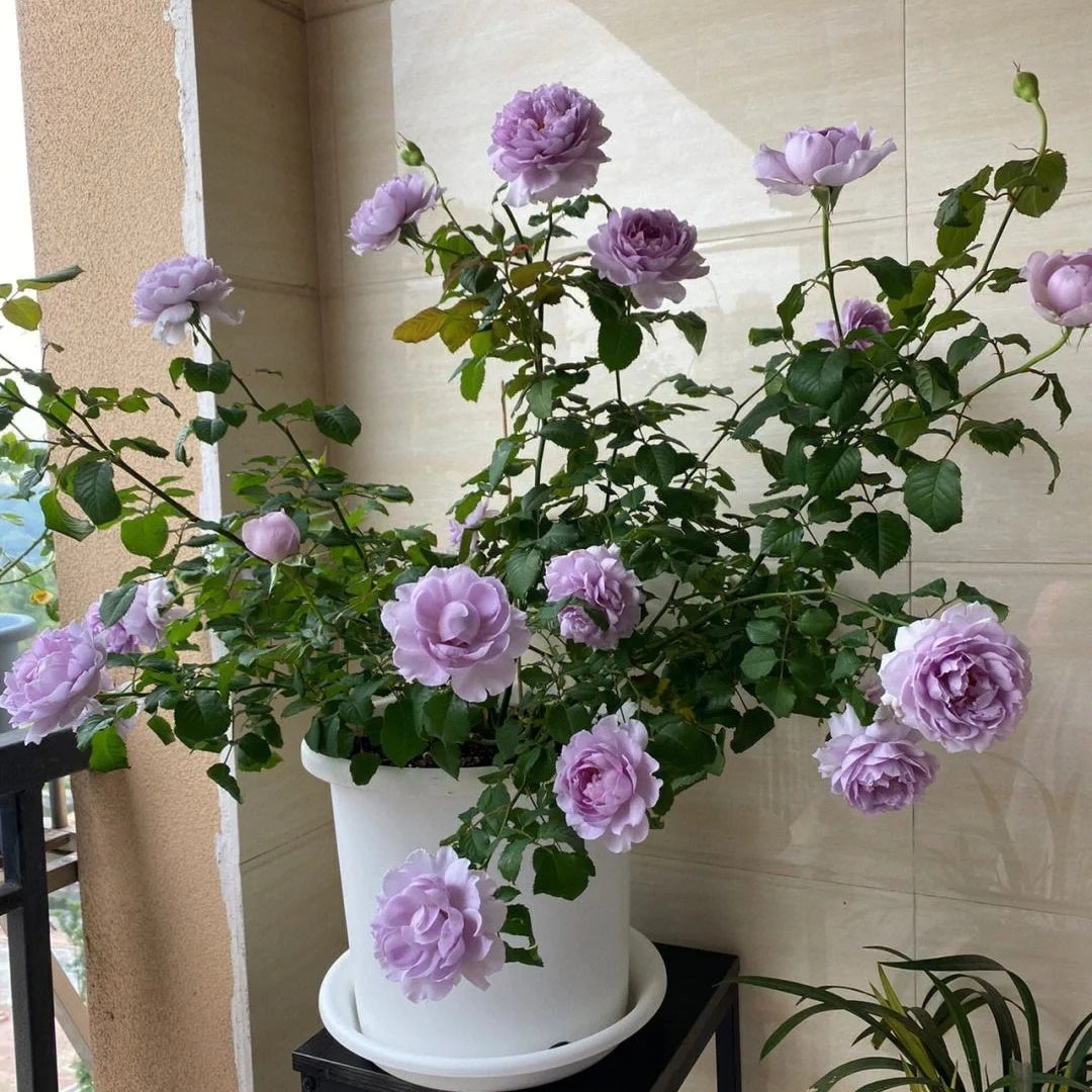 Yin Yin Qing  (Chinese Rose)