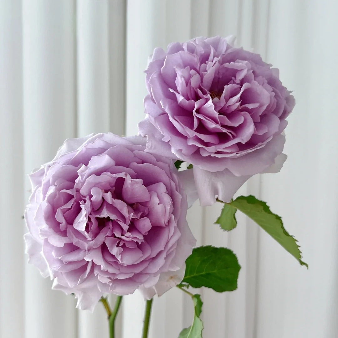 Yin Yin Qing  (Chinese Rose)