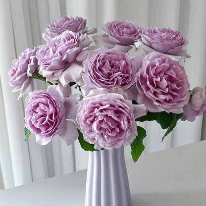 Yin Yin Qing  (Chinese Rose)