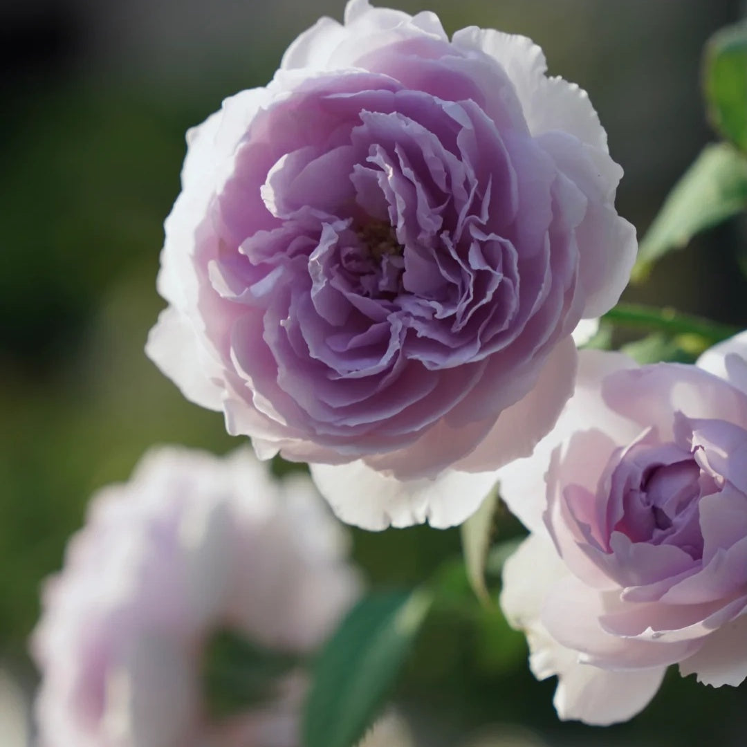 Yin Yin Qing  (Chinese Rose)