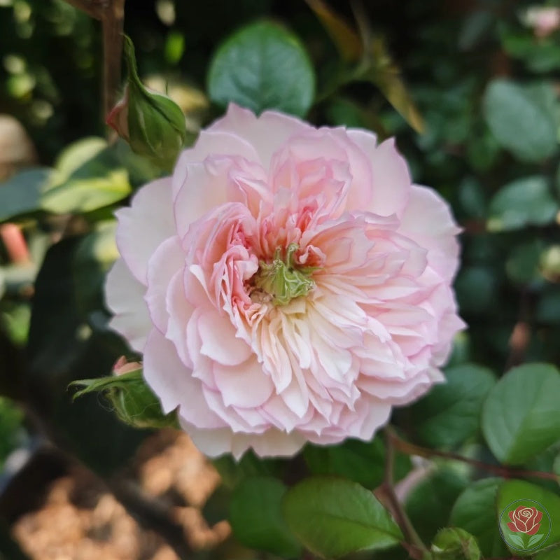 Ying Lotus (Ying He)