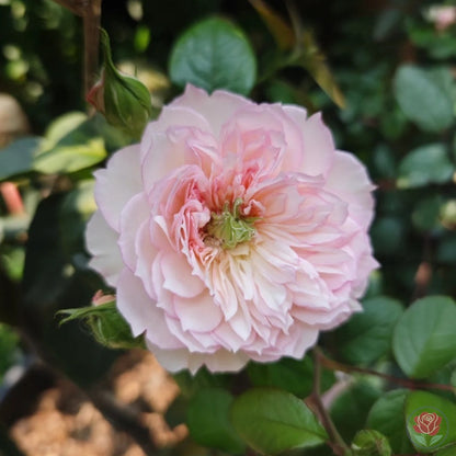 Ying Lotus (Ying He)