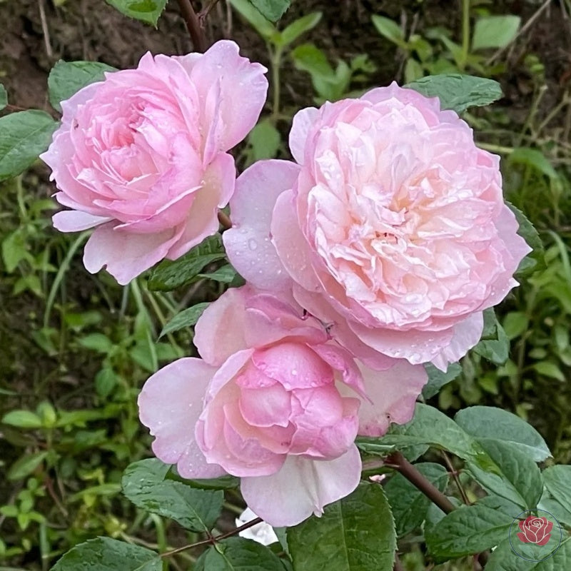 Ying Lotus (Ying He)