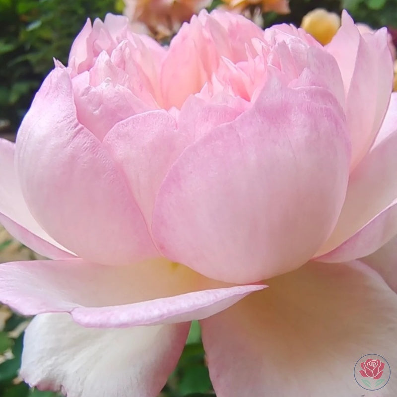 Ying Lotus (Ying He)