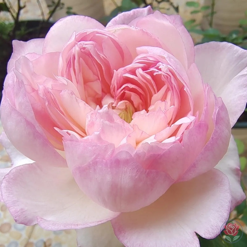 Ying Lotus (Ying He)