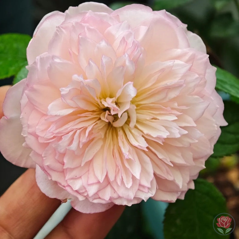 Ying Lotus (Ying He)