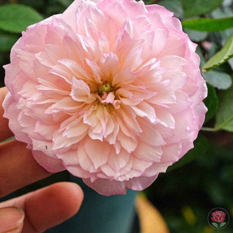 Ying Lotus (Ying He)