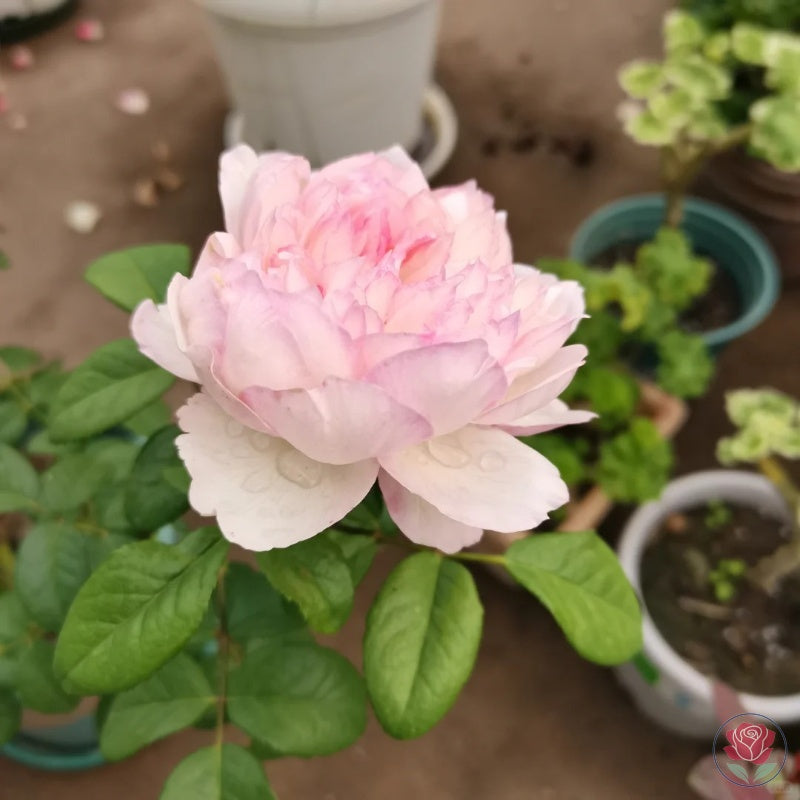 Ying Lotus (Ying He)