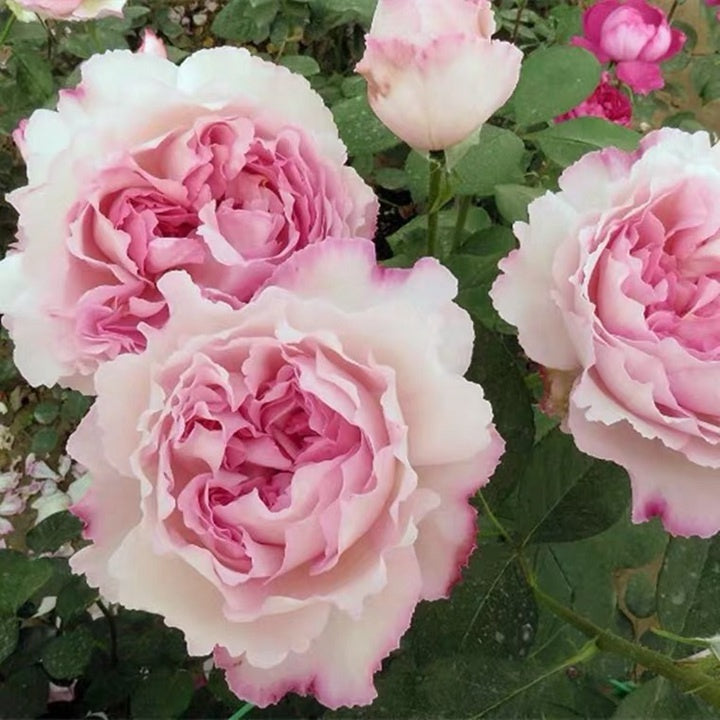 Yves Aromatischen Hypnose (Japanese Rose)