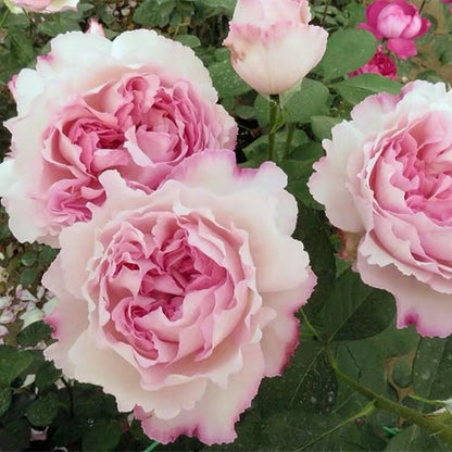 Yves Aromatischen Hypnose (Japanese Rose)