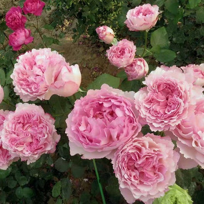 Yves Aromatischen Hypnose (Japanese Rose)