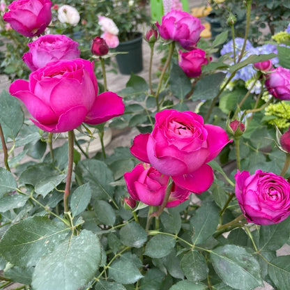 Yves Jardin Parfume (Japanese Rose)