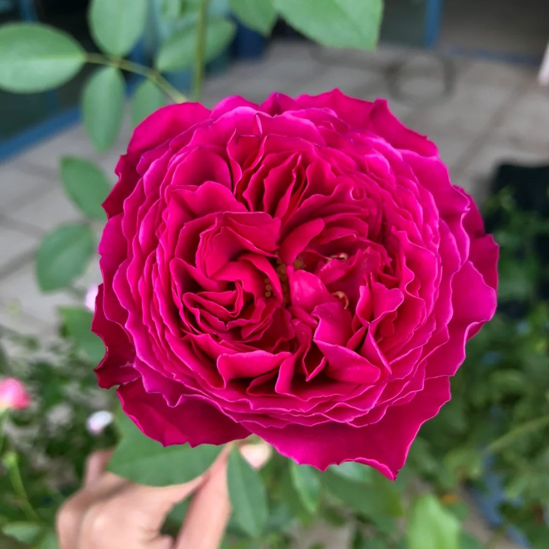 Yves Jardin Parfume (Japanese Rose)