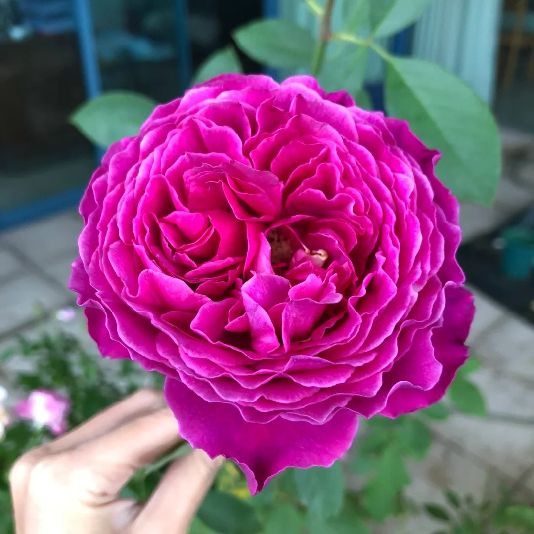 Yves Jardin Parfume (Japanese Rose)