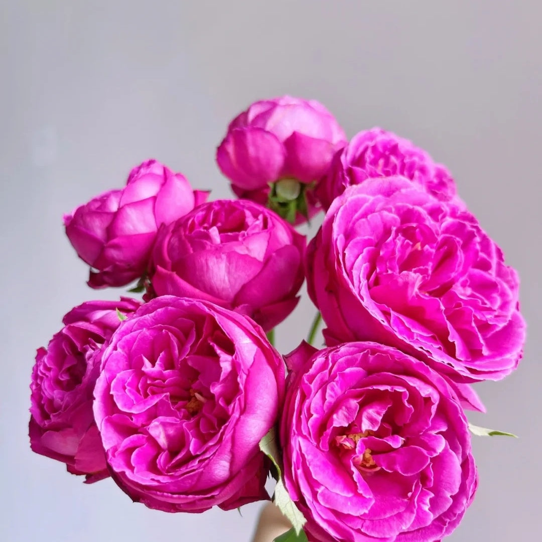 Yves Jardin Parfume (Japanese Rose)