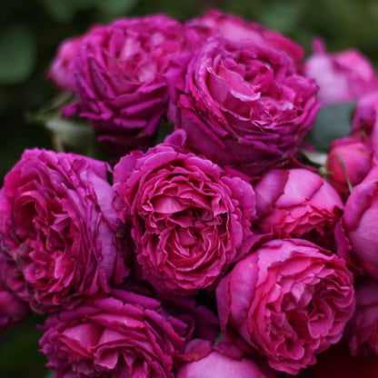 Yves Jardin Parfume (Japanese Rose)