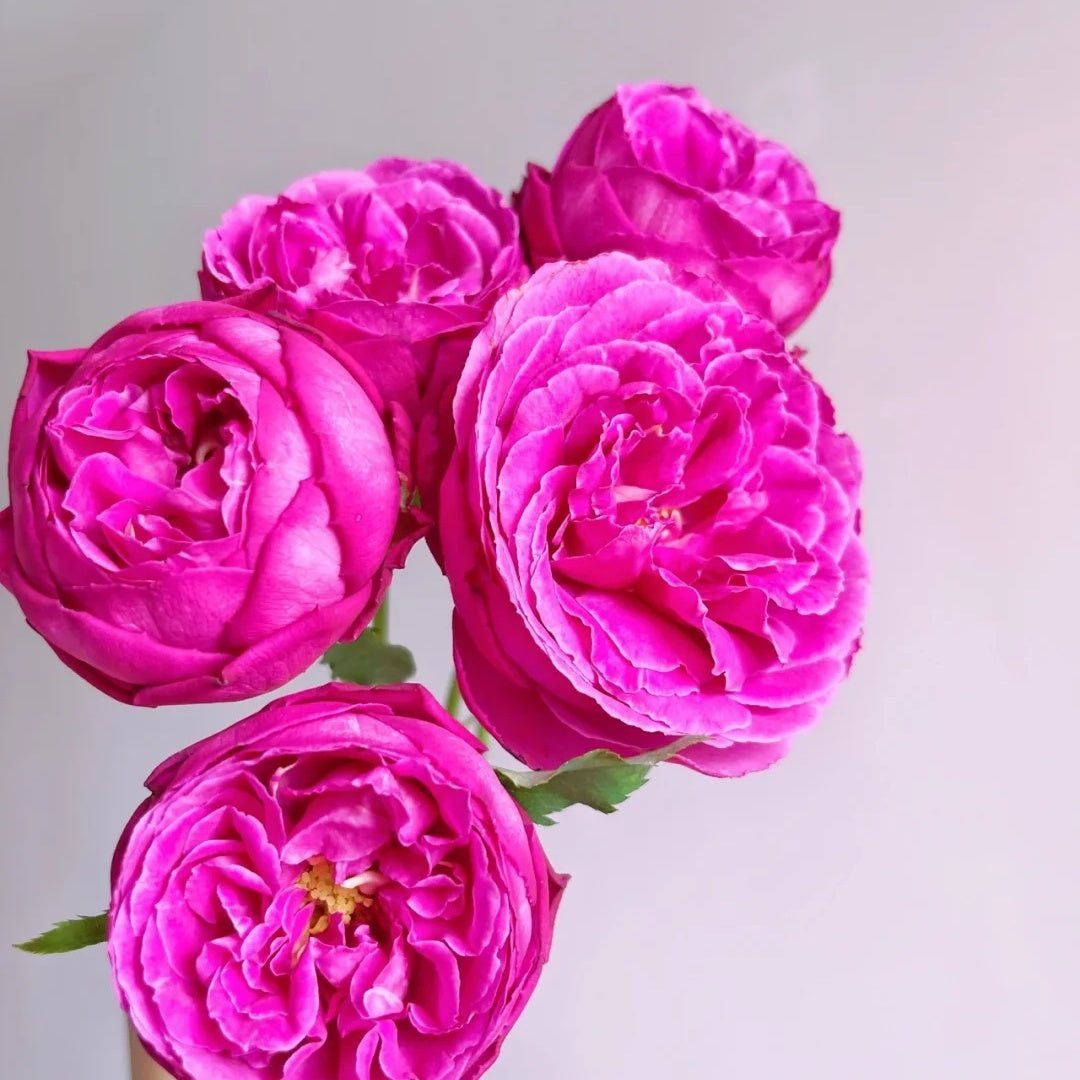 Yves Jardin Parfume (Japanese Rose)